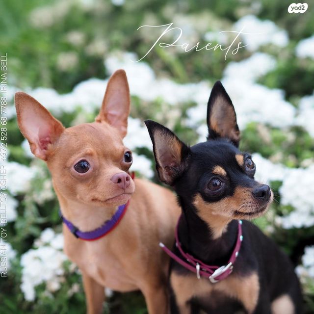 כלב טוי רוסי