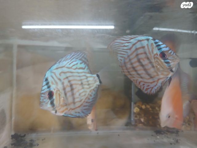 דג דגים טרופיים