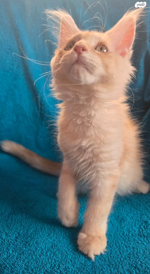 חתול מיין קון