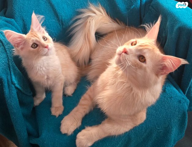 חתול מיין קון