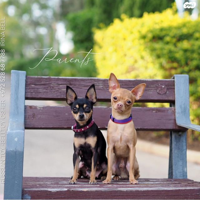 כלב טוי רוסי