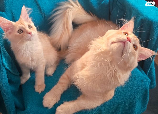 חתול מיין קון