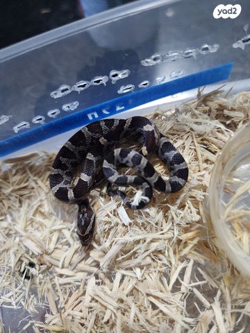 זוחל כרכן תירס