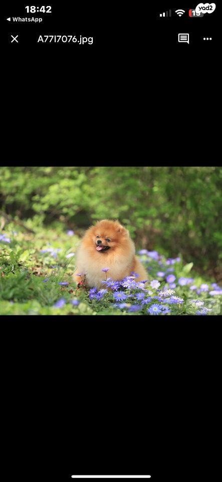 כלב פומרניין/פומרני