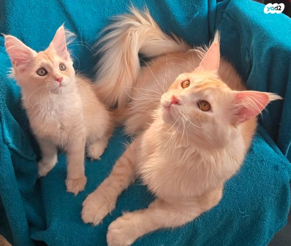 חתול מיין קון