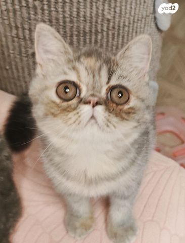 חתול אקזוטי קצר שיער