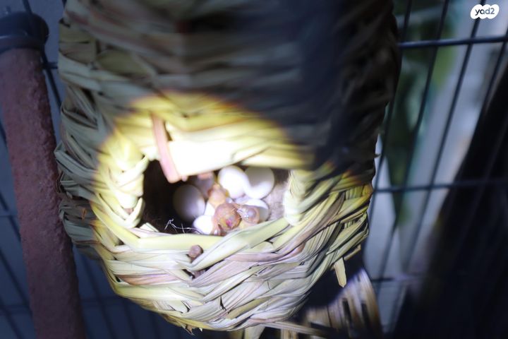 תמונת מודעה - חיות מחמד