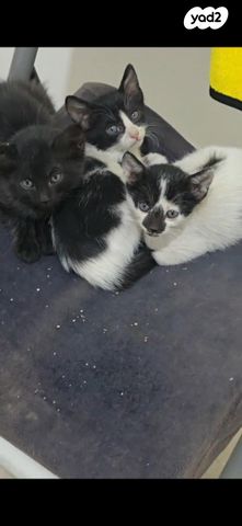 תמונת מודעה - חיות מחמד