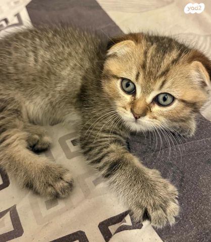 תמונת מודעה - חיות מחמד