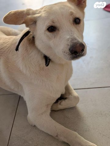 תמונת מודעה - חיות מחמד