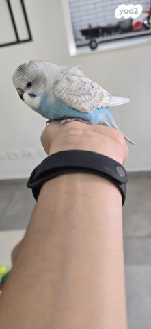 תמונת מודעה - חיות מחמד