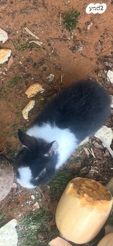 תמונת מודעה - חיות מחמד