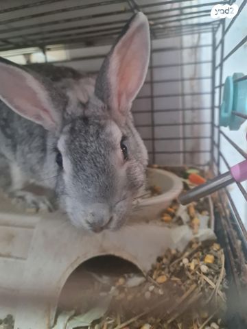 תמונת מודעה - חיות מחמד