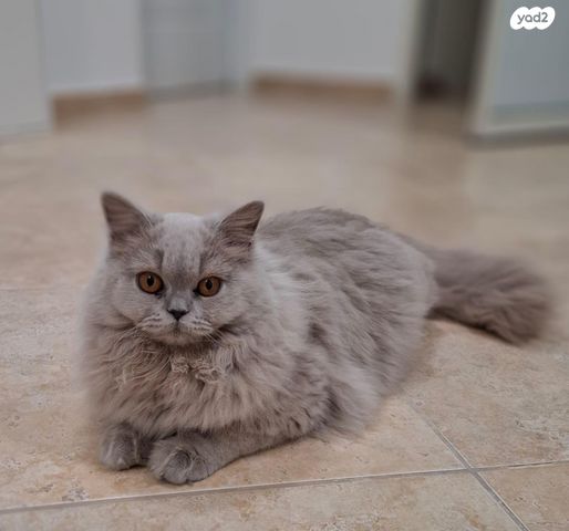 תמונת מודעה - חיות מחמד