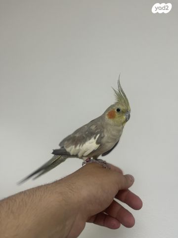 תמונת מודעה - חיות מחמד