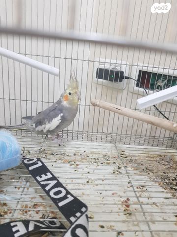 תמונת מודעה - חיות מחמד