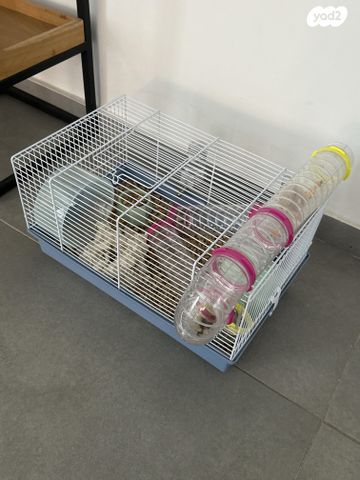 תמונת מודעה - חיות מחמד