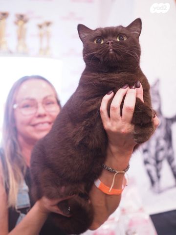 תמונת מודעה - חיות מחמד