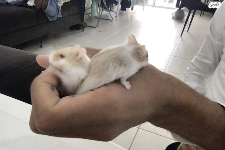 תמונת מודעה - חיות מחמד