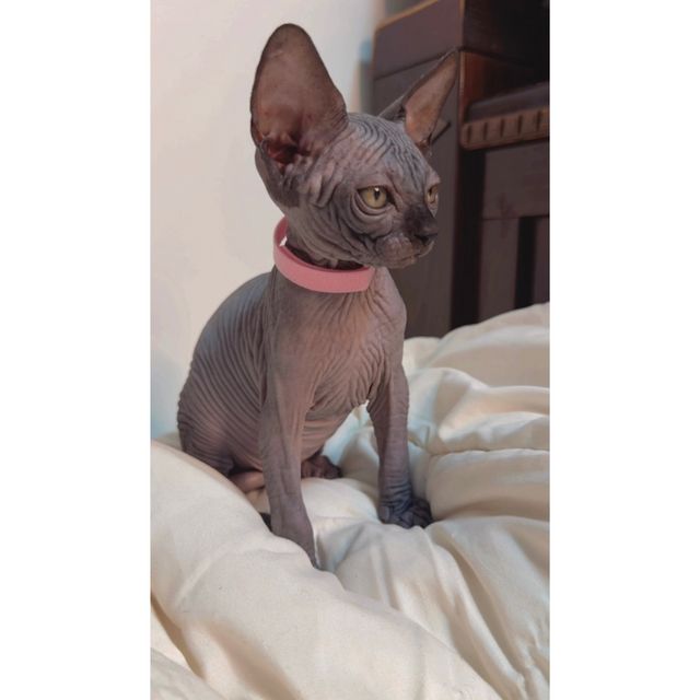 תמונת מודעה - חיות מחמד