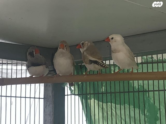 תמונת מודעה - חיות מחמד