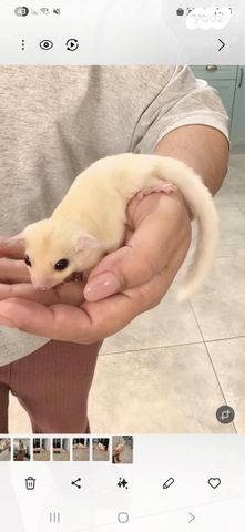 תמונת מודעה - חיות מחמד