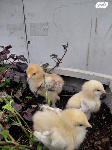 תמונת מודעה - חיות מחמד