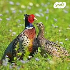 תמונת מודעה - חיות מחמד