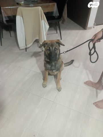 תמונת מודעה - חיות מחמד