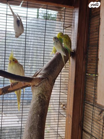 תמונת מודעה - חיות מחמד