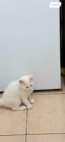 תמונת מודעה - חיות מחמד