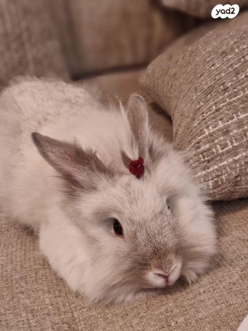 תמונת מודעה - חיות מחמד