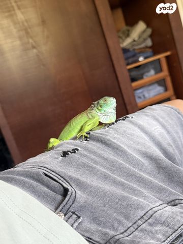 תמונת מודעה - חיות מחמד