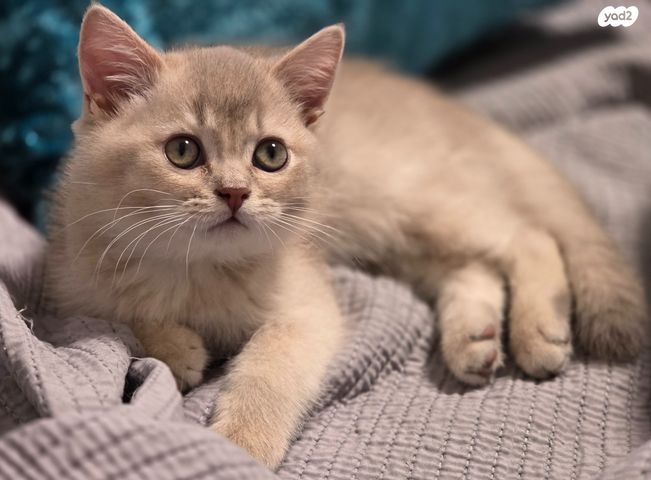 תמונת מודעה - חיות מחמד