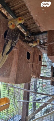 תמונת מודעה - חיות מחמד