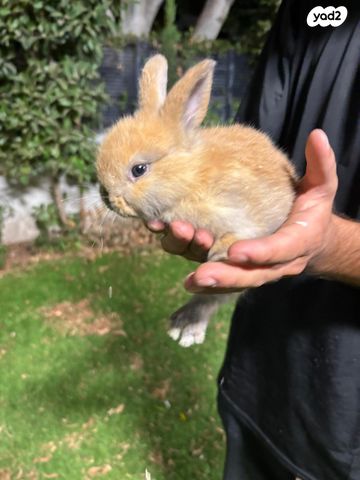 תמונת מודעה - חיות מחמד