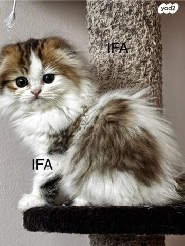 תמונת מודעה - חיות מחמד