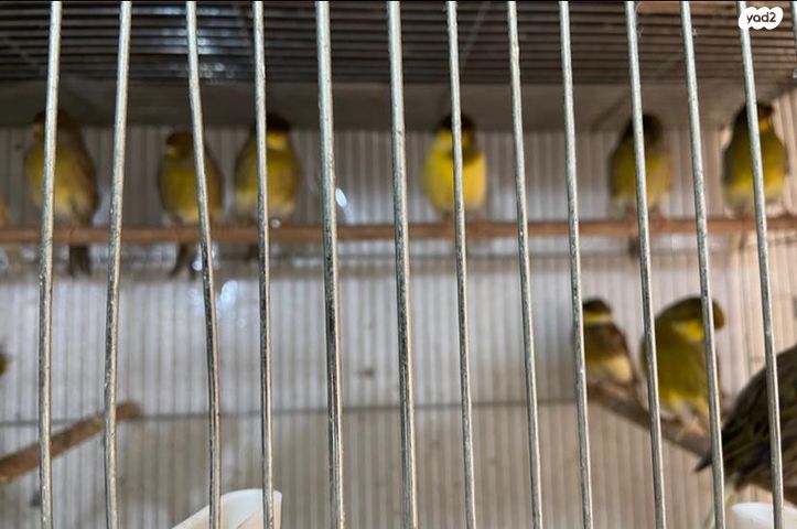 תמונת מודעה - חיות מחמד