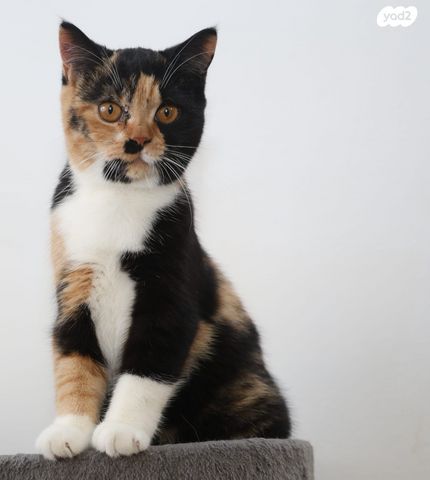 תמונת מודעה - חיות מחמד