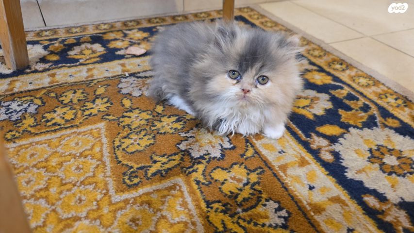 תמונת מודעה - חיות מחמד