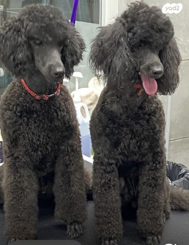 תמונת מודעה - חיות מחמד