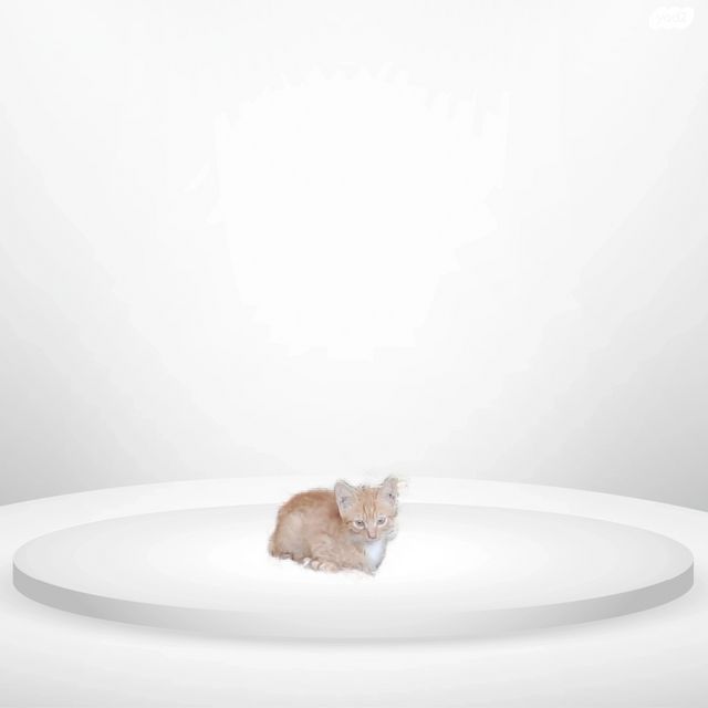 תמונת מודעה - חיות מחמד