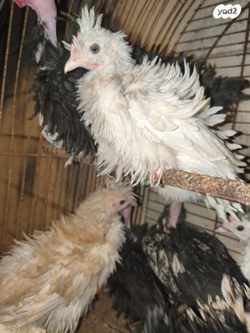 תמונת מודעה - חיות מחמד