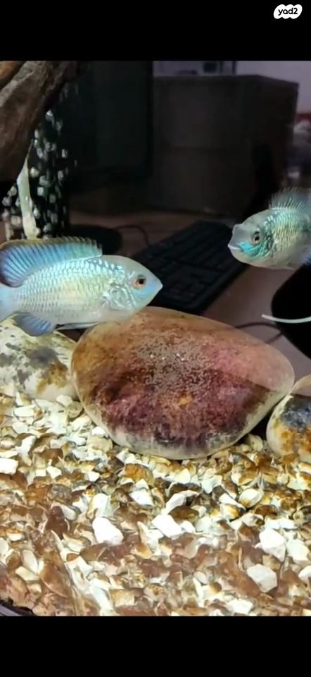 תמונת מודעה - חיות מחמד