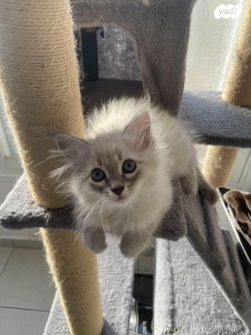 תמונת מודעה - חיות מחמד