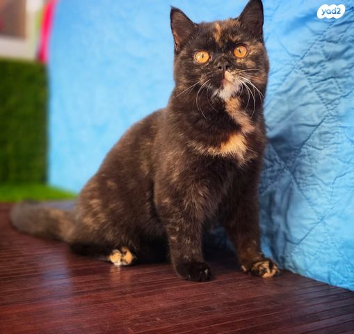 תמונת מודעה - חיות מחמד