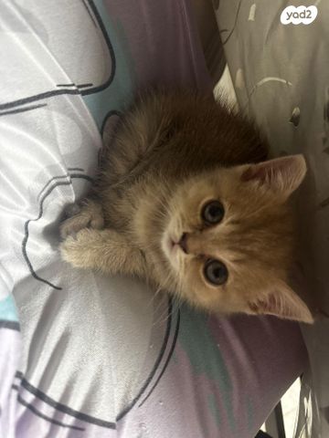 תמונת מודעה - חיות מחמד