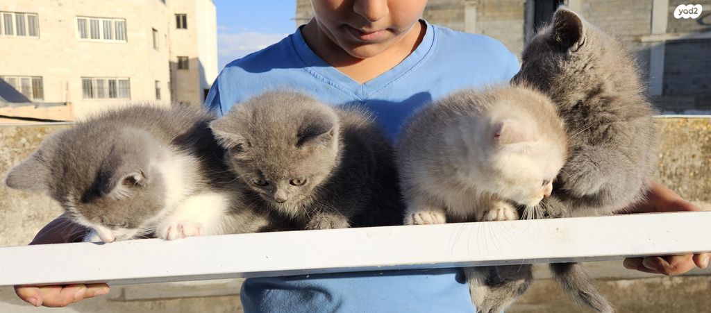 תמונת מודעה - חיות מחמד