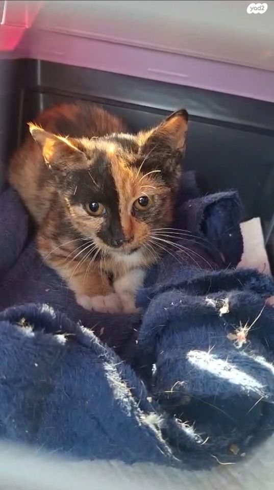 תמונת מודעה - חיות מחמד