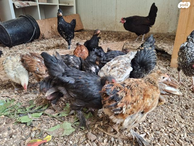 תמונת מודעה - חיות מחמד